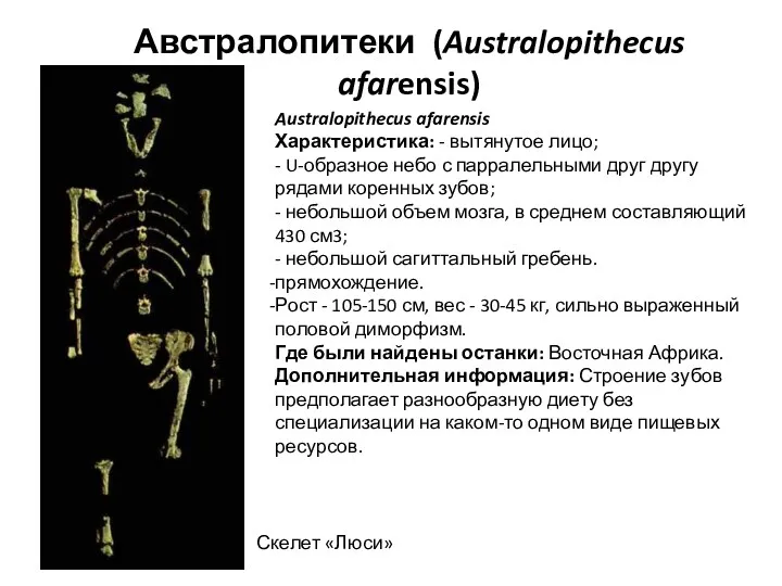 Australopithecus afarensis Характеристика: - вытянутое лицо; - U-образное небо с парралельными друг другу