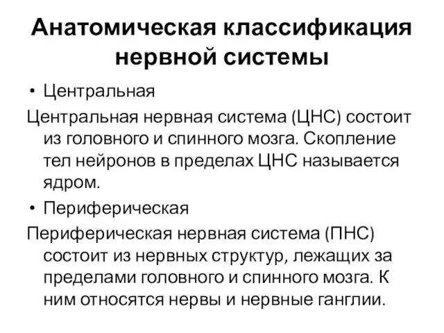 Анатомическая классификация нервной системы Центральная Центральная нервная система (ЦНС) состоит