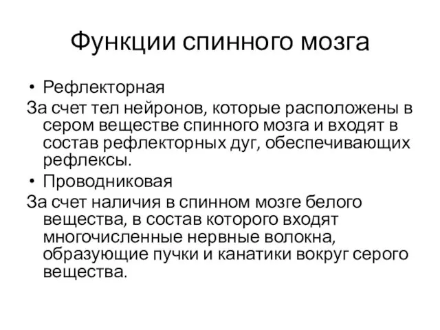 Функции спинного мозга Рефлекторная За счет тел нейронов, которые расположены