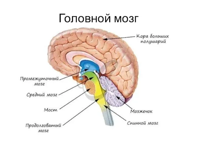 Головной мозг