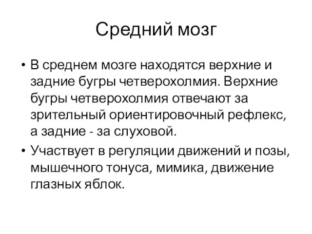 Средний мозг В среднем мозге находятся верхние и задние бугры