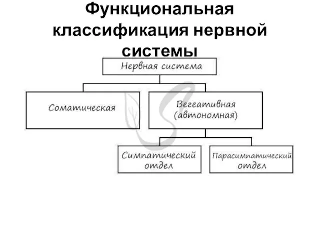 Функциональная классификация нервной системы