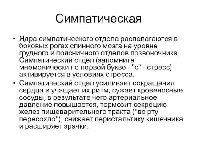 Симпатическая Ядра симпатического отдела располагаются в боковых рогах спинного мозга