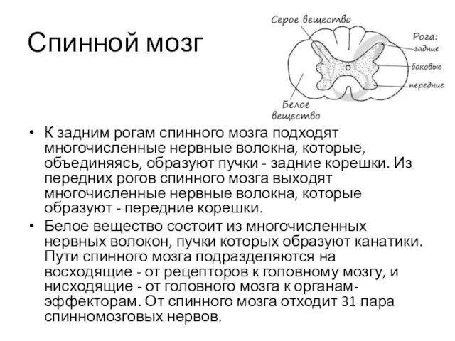 Спинной мозг К задним рогам спинного мозга подходят многочисленные нервные