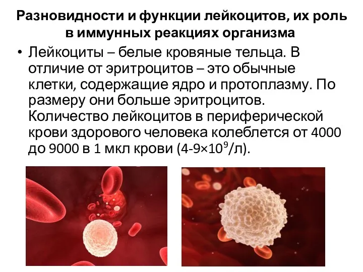 Разновидности и функции лейкоцитов, их роль в иммунных реакциях организма