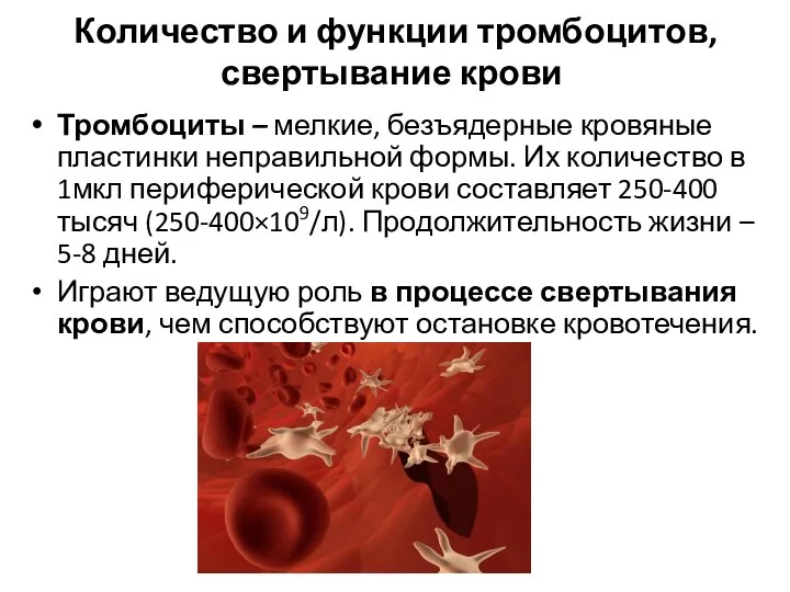 Количество и функции тромбоцитов, свертывание крови Тромбоциты – мелкие, безъядерные