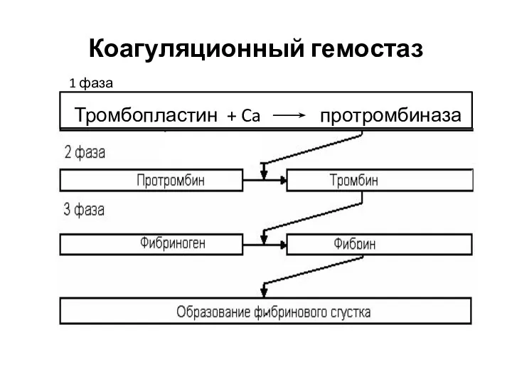 Коагуляционный гемостаз 1 фаза Тромбопластин + Ca протромбиназа