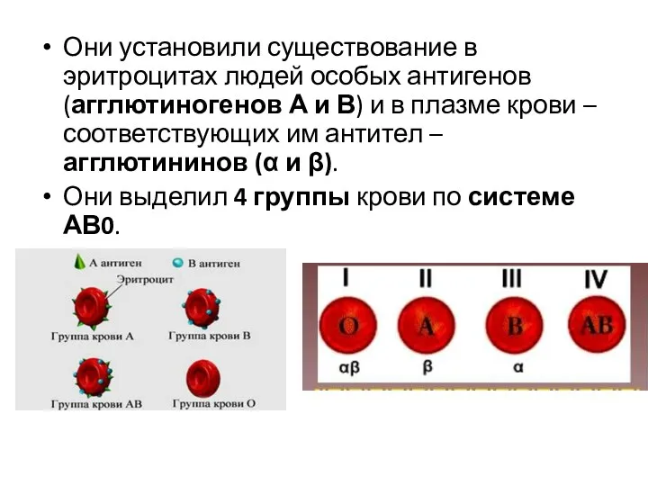 Они установили существование в эритроцитах людей особых антигенов (агглютиногенов А