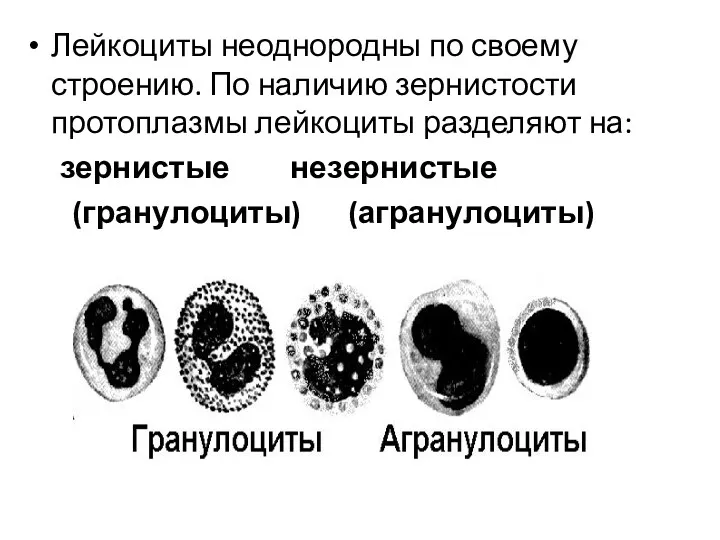 Лейкоциты неоднородны по своему строению. По наличию зернистости протоплазмы лейкоциты разделяют на: зернистые незернистые (гранулоциты) (агранулоциты)