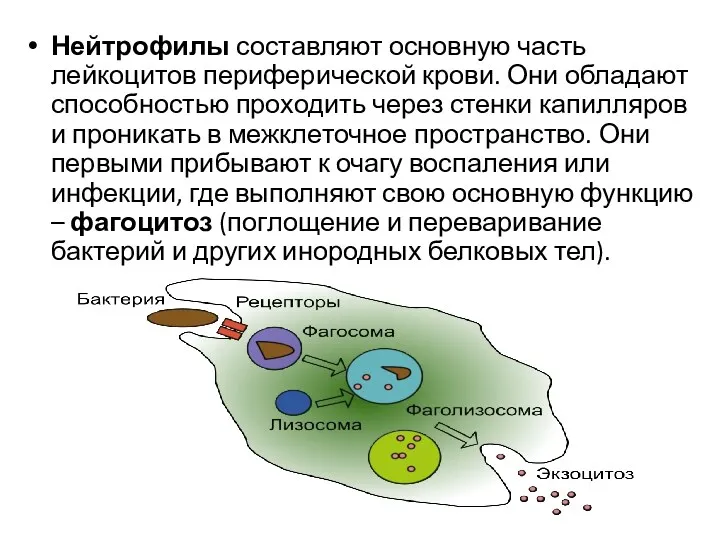 Нейтрофилы составляют основную часть лейкоцитов периферической крови. Они обладают способностью