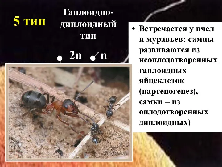 5 тип Встречается у пчел и муравьев: самцы развиваются из неоплодотворенных гаплоидных яйцеклеток