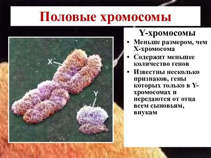Y-хромосомы Меньше размером, чем Х-хромосома Содержит меньшее количество генов Известны несколько признаков, гены