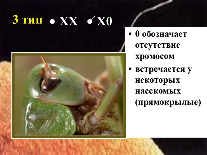 3 тип 0 обозначает отсутствие хромосом встречается у некоторых насекомых (прямокрылые) ХХ Х0