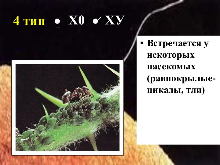4 тип Встречается у некоторых насекомых (равнокрылые- цикады, тли) Х0 ХУ