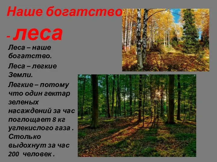 Наше богатство - леса Леса – наше богатство. Леса –