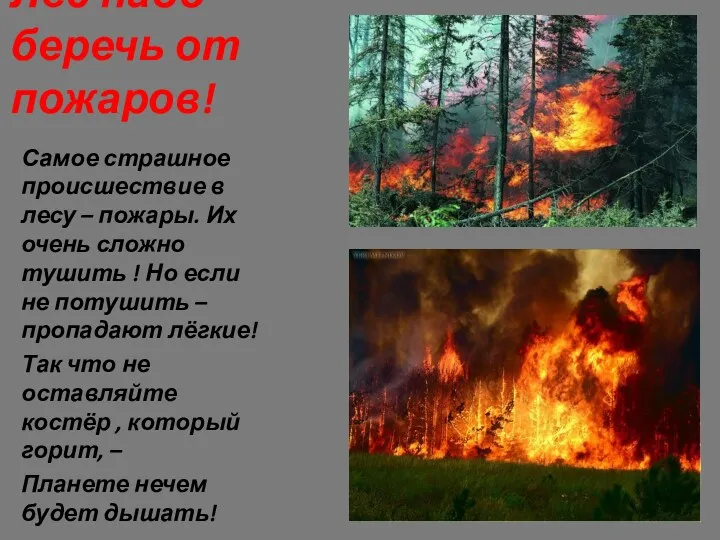 Лес надо беречь от пожаров! Самое страшное происшествие в лесу