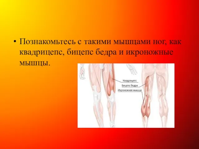 Познакомьтесь с такими мышцами ног, как квадрицепс, бицепс бедра и икроножные мышцы.