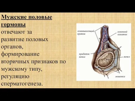 Мужские половые гормоны отвечают за развитие половых органов, формирование вторичных признаков по мужскому типу, регуляцию сперматогенеза.