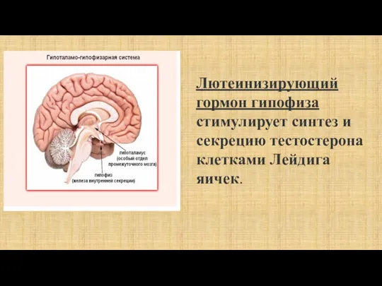 Лютеинизирующий гормон гипофиза стимулирует синтез и секрецию тестостерона клетками Лейдига яичек.