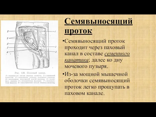 Семявыносящий проток Семявыносящий проток проходит через паховый канал в составе семенного канатика; далее