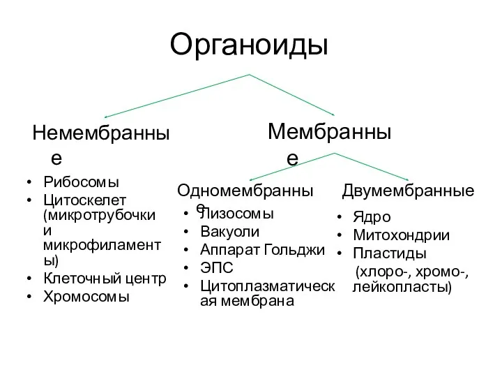 Органоиды Мембранные Немембранные Одномембранные Двумембранные Ядро Митохондрии Пластиды (хлоро-, хромо-,