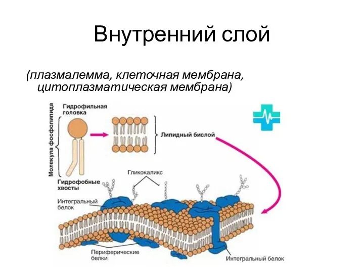 Внутренний слой (плазмалемма, клеточная мембрана, цитоплазматическая мембрана)
