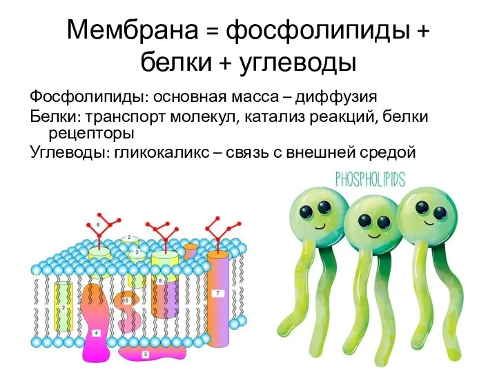 Мембрана = фосфолипиды + белки + углеводы Фосфолипиды: основная масса – диффузия Белки:
