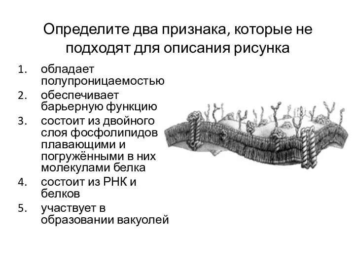 Определите два признака, которые не подходят для описания рисунка обладает