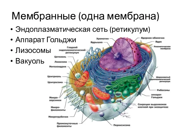 Мембранные (одна мембрана) Эндоплазматическая сеть (ретикулум) Аппарат Гольджи Лизосомы Вакуоль