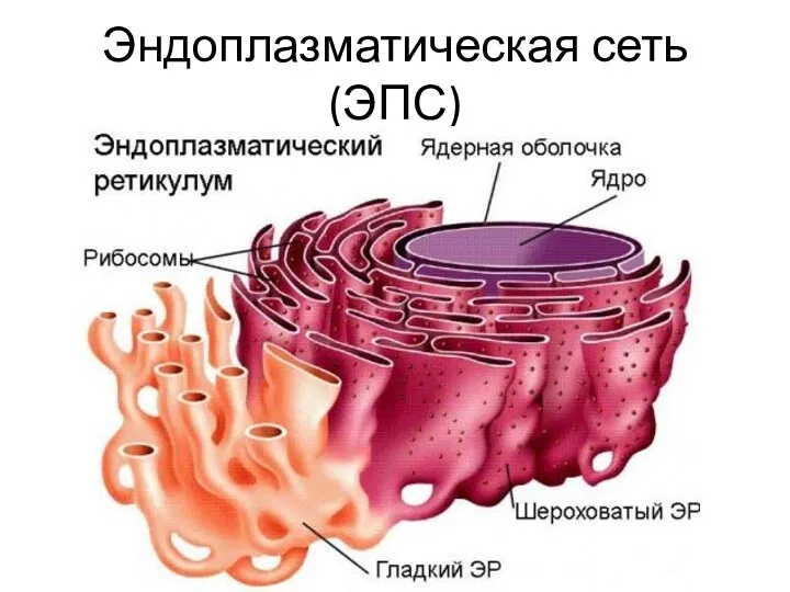 Эндоплазматическая сеть (ЭПС)