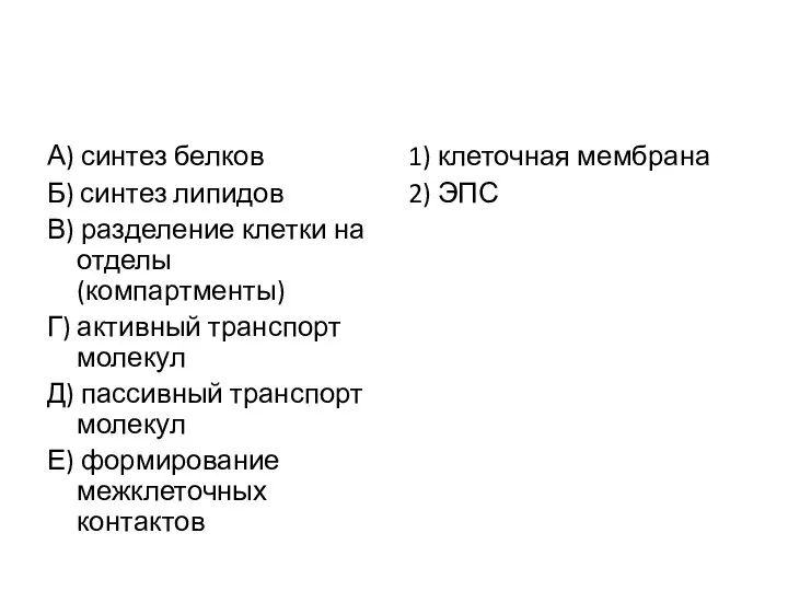 А) синтез белков Б) синтез липидов В) разделение клетки на