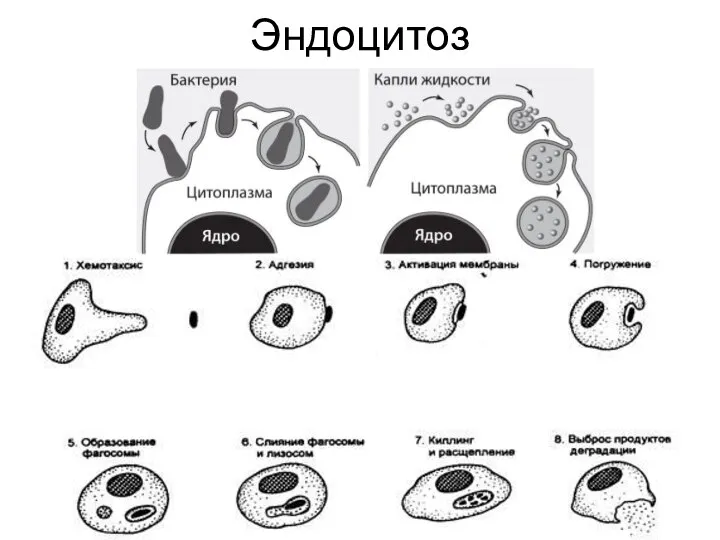 Эндоцитоз