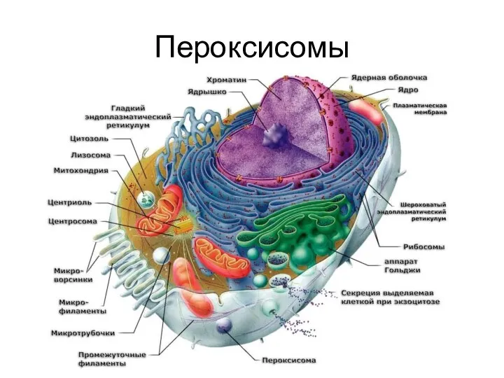 Пероксисомы