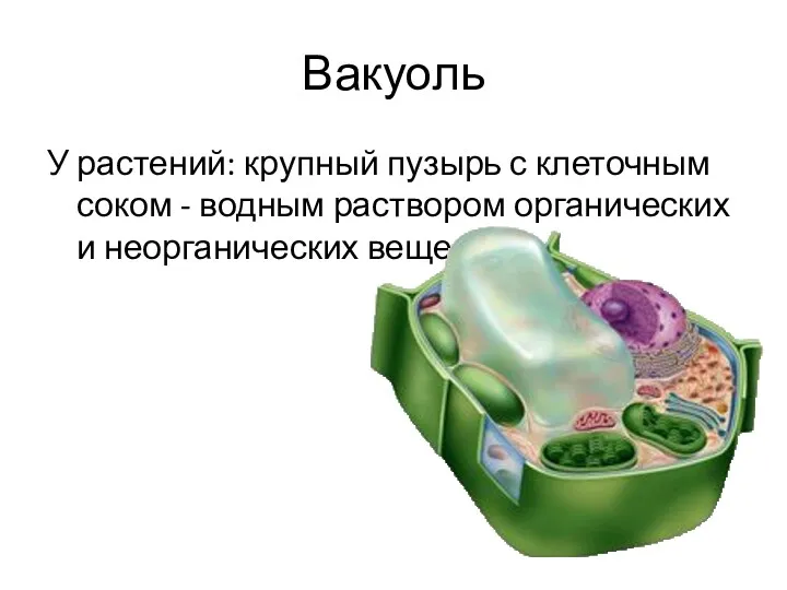 Вакуоль У растений: крупный пузырь с клеточным соком - водным раствором органических и неорганических веществ