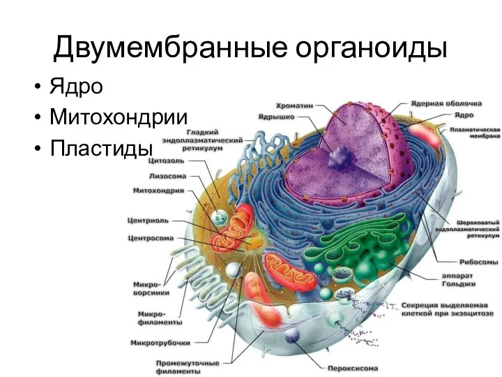 Двумембранные органоиды Ядро Митохондрии Пластиды