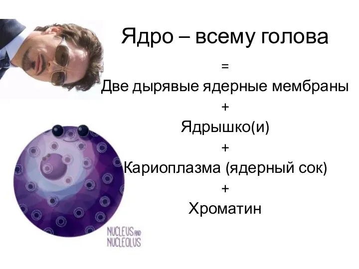 Ядро – всему голова = Две дырявые ядерные мембраны + Ядрышко(и) + Кариоплазма