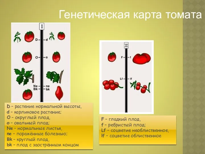 F – гладкий плод, f – ребристый плод; Lf –