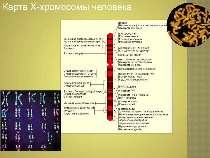 Карта Х-хромосомы человека