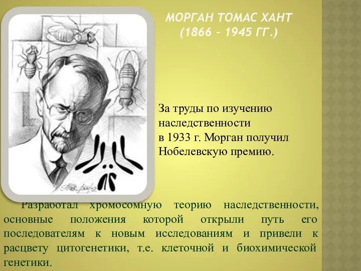МОРГАН ТОМАС ХАНТ (1866 – 1945 ГГ.) За труды по изучению наследственности в