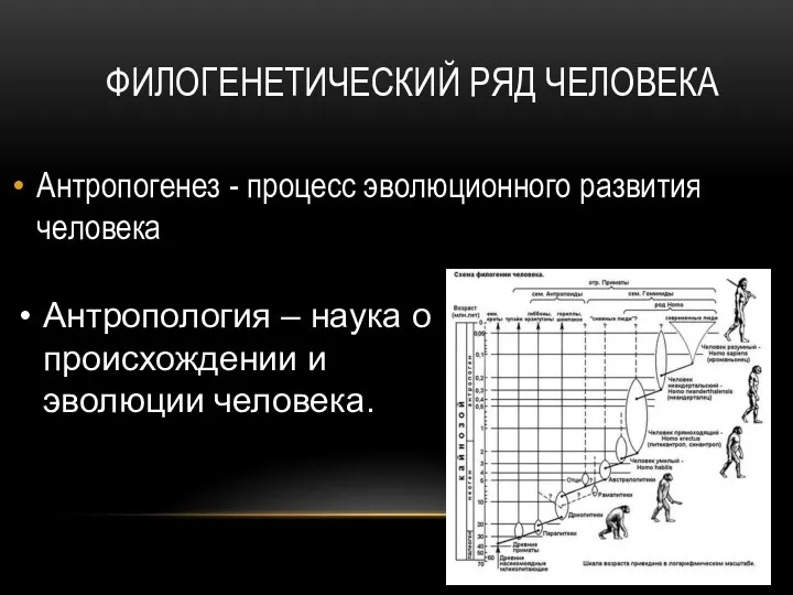 ФИЛОГЕНЕТИЧЕСКИЙ РЯД ЧЕЛОВЕКА Антропогенез - процесс эволюционного развития человека Антропология