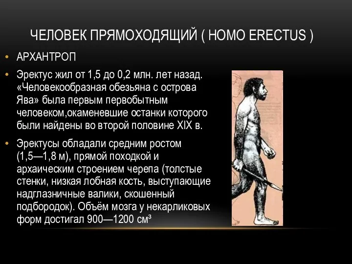 ЧЕЛОВЕК ПРЯМОХОДЯЩИЙ ( HOMO ERECTUS ) АРХАНТРОП Эректус жил от 1,5 до 0,2