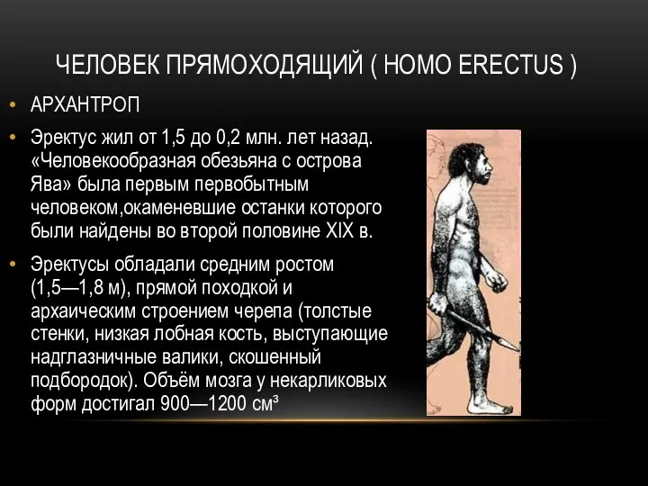 ЧЕЛОВЕК ПРЯМОХОДЯЩИЙ ( HOMO ERECTUS ) АРХАНТРОП Эректус жил от