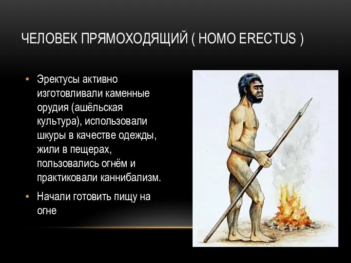 ЧЕЛОВЕК ПРЯМОХОДЯЩИЙ ( HOMO ERECTUS ) Эректусы активно изготовливали каменные орудия (ашёльская культура),