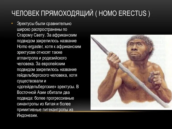 ЧЕЛОВЕК ПРЯМОХОДЯЩИЙ ( HOMO ERECTUS ) Эректусы были сравнительно широко