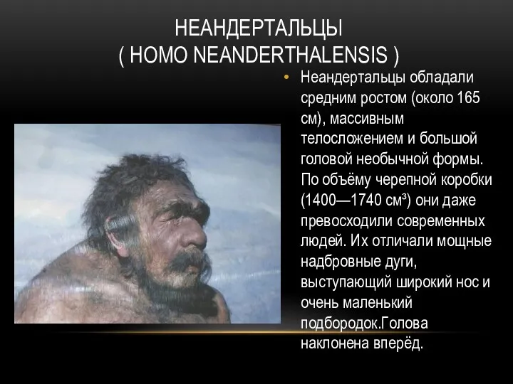 НЕАНДЕРТАЛЬЦЫ ( HOMO NEANDERTHALENSIS ) Неандертальцы обладали средним ростом (около 165 см), массивным