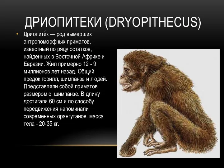 ДРИОПИТЕКИ (DRYOPITHECUS) Дриопите́к — род вымерших антропоморфных приматов, известный по ряду остатков, найденных