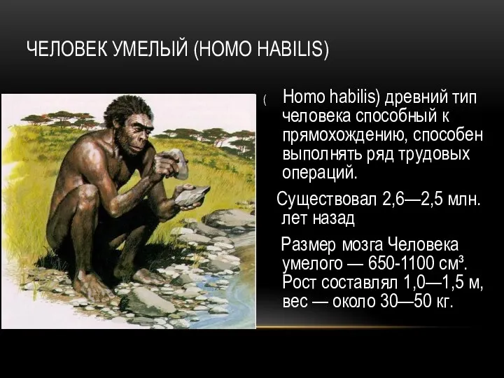 ЧЕЛОВЕК УМЕЛЫЙ (HOMO HABILIS) ( Homo habilis) древний тип человека способный к прямохождению,