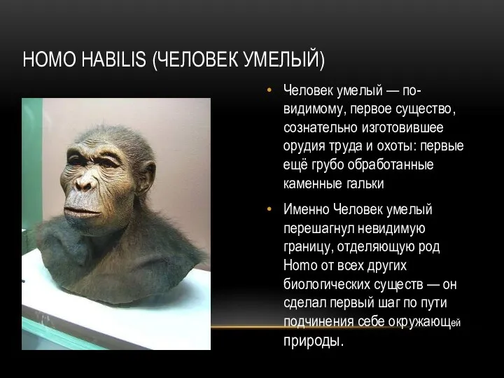 HOMO HABILIS (ЧЕЛОВЕК УМЕЛЫЙ) Человек умелый — по-видимому, первое существо, сознательно изготовившее орудия