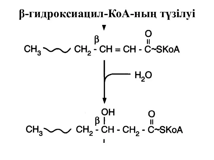 β-гидроксиацил-КоА-ның түзілуі