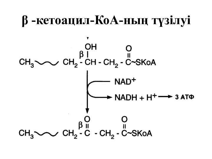 β -кетоацил-КоА-ның түзілуі